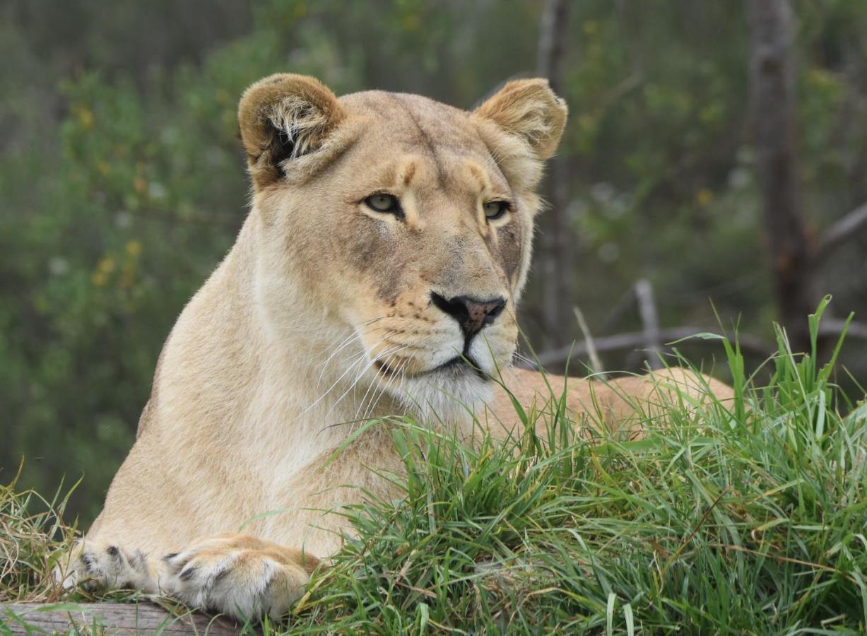 פלטנברג ביי Tenikwa Wildlife Centre & Spa מראה חיצוני תמונה